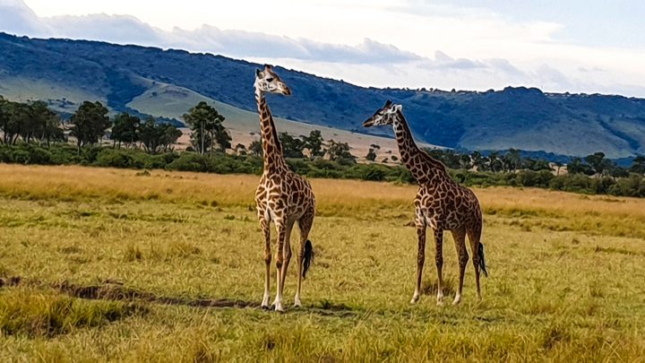 Can a computer fool you into being human?