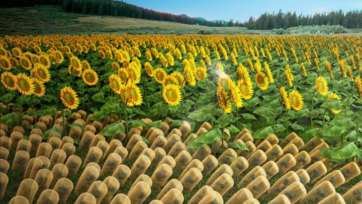 SunBOTs – The first artificial material to follow sunlight